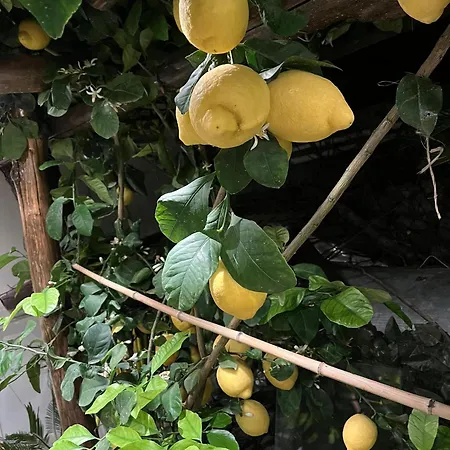 Pensionat Cerchia Corbara (Campania)